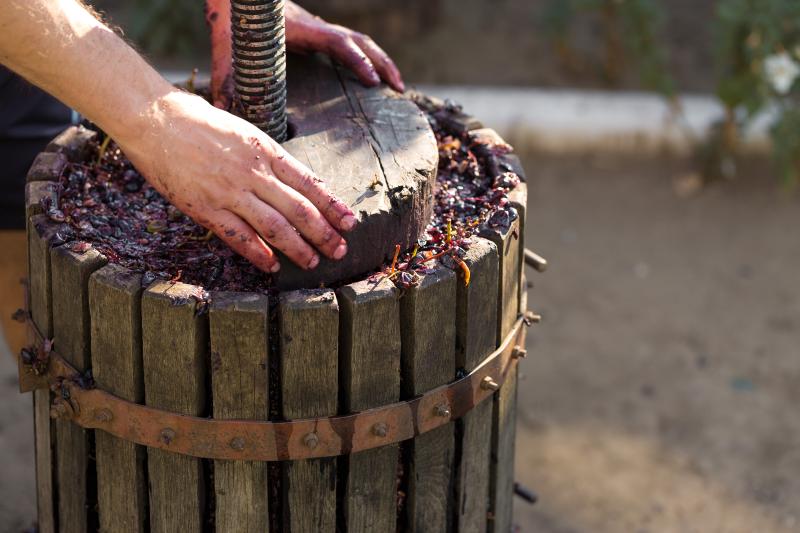 Zbieranie winogron do produkcji domowego wina i proces ich przetwarzania