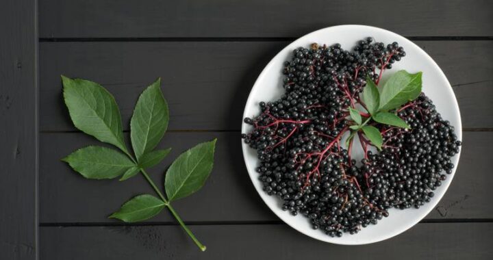 Właściwości owoców i liści czarnego bzu oraz ich zastosowanie