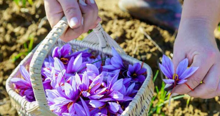 Fioletowe kwiaty w ogrodzie - jakie rośliny mają fioletowe kwiaty? Kwiaty fioletowe w ogrodzie - które rośliny kwitną na fioletowo? Fioletowe kwiaty: rośliny, które ozdabiają twój ogród