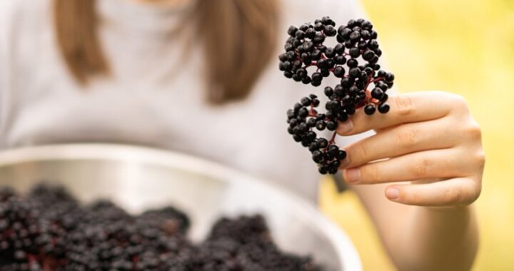 "Zalety dzikiego bzu - dlaczego warto zwrócić uwagę na ten naturalny składnik?"