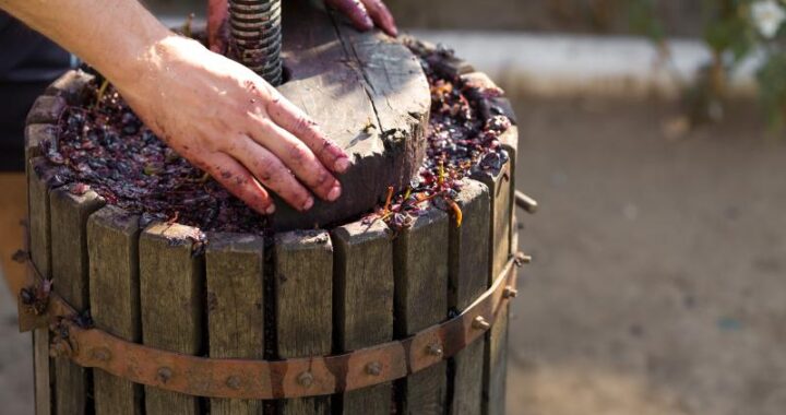 Zbieranie winogron do produkcji domowego wina i proces ich przetwarzania