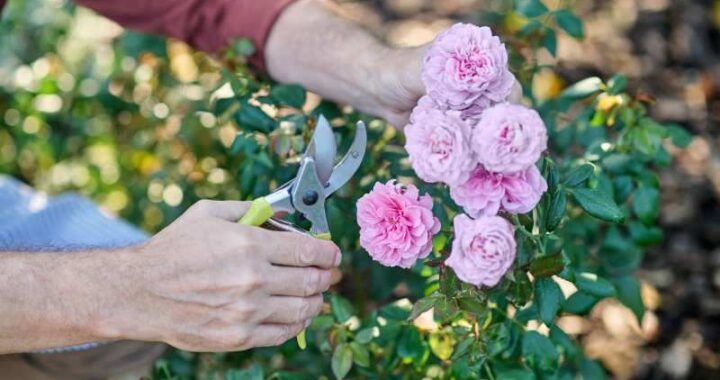 Jak uniknąć najczęstszych błędów w uprawie róż, by cieszyć się pięknym kwitnieniem?