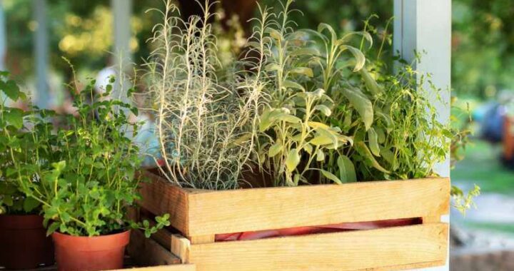 Wartość wieloletnich roślin doniczkowych na balkonie i tarasie: wybieramy najpiękniejsze byliny do uprawy w doniczkach.