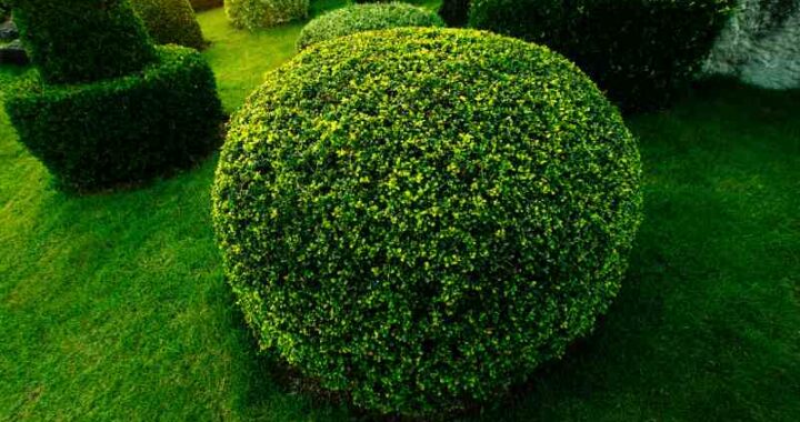 Kształtowanie roślin w formy kuliste i stożkowate: metody przycinania roślin z liśćmi i iglaków