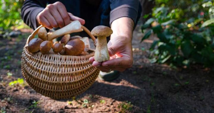 Polacy zbierają różne gatunki grzybów - które są najpopularniejsze?