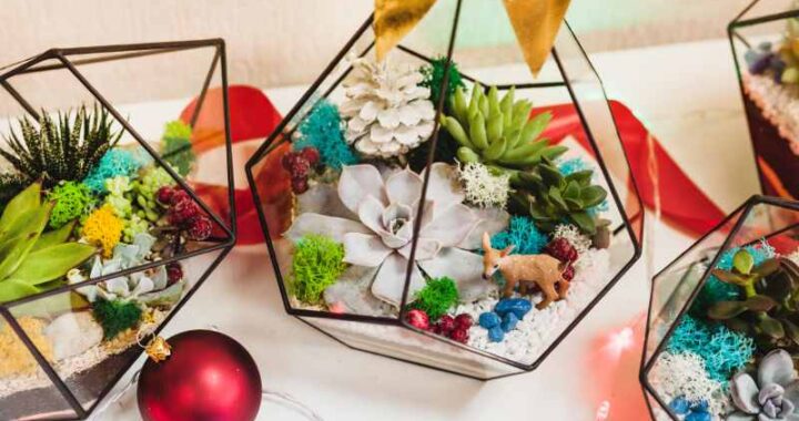 Czym warto zaznajomić się w kwestii kompozycji sukulentów