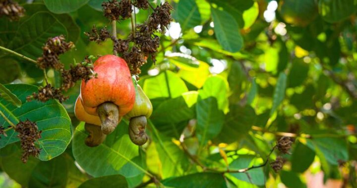 Pigwa czy pigwowiec - co je różni?