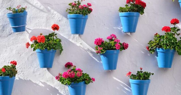 Jak pielęgnować goździki w doniczkach w domu oraz na balkonie?