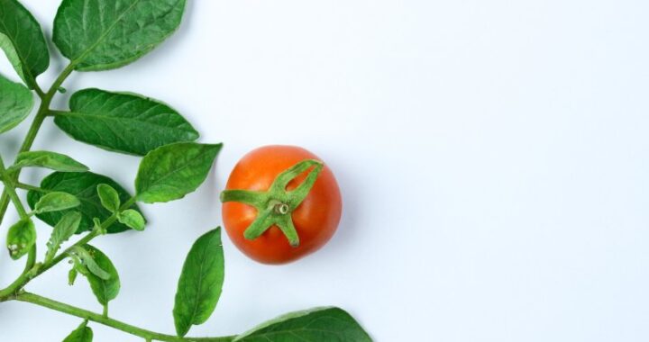 Objawy oraz metody zwalczania trzech najczęstszych chorób atakujących pomidory