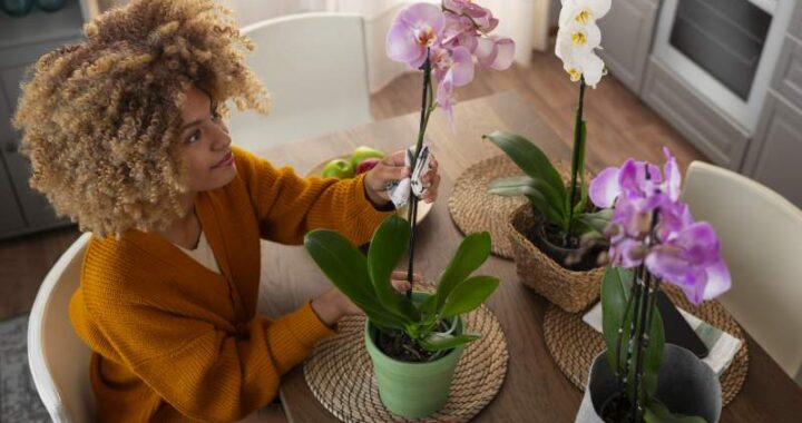 Pielęgnacja storczyków: jak dbać o te rośliny? Odpowiednia doniczka i miejsce do ich ustawienia - prezentacja wideo.