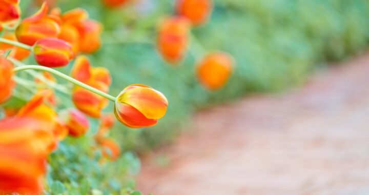 Kwiaty o pomarańczowych kwiatach w ogrodzie - jakie rośliny posiadają pomarańczowe kwiaty?