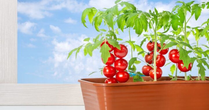 Dlaczego pomidory kwitną, ale nie tworzą owoców i jak je zapylać?