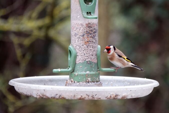 Jak wykonać własnoręcznie urokliwe karmidełko dla ptaków, wydając niewiele pieniędzy?