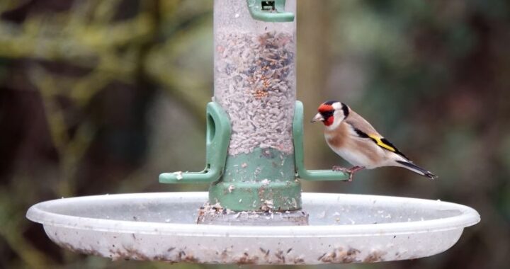 Jak wykonać własnoręcznie urokliwe karmidełko dla ptaków, wydając niewiele pieniędzy?