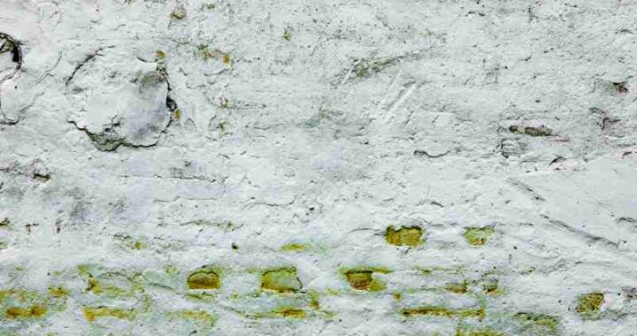 Jak stworzyć i utrzymywać zielone ściany z mchu w domu?