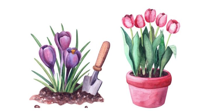 Sposoby sadzenia tulipanów w doniczkach oraz ich uprawa i przechowywanie zimą