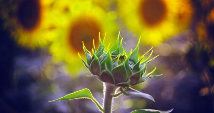Idealna roślina do słonecznych rabatów i skalniaków - Słonecznica Delosperma