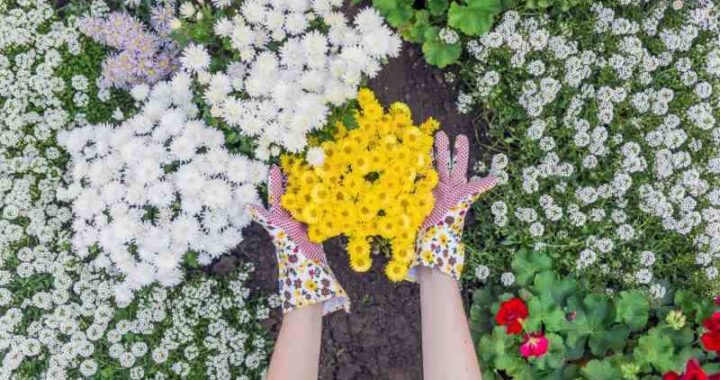 Jak zapewnić obfite kwitnienie krzewuszki cudownej co roku?