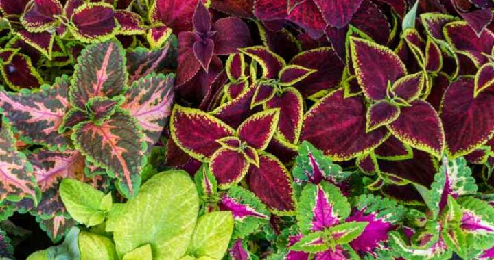 Inspirujące pomysły na kompozycje kwiatowe w ogrodzie z użyciem roślin sezonowych.