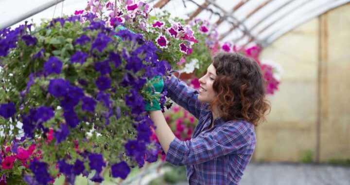 Pielęgnacja i zastosowanie purpurowej naparstnicy w ogrodzie: wymagania i najciekawsze odmiany