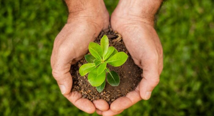 Ekologiczne metody ochrony roślin – jak ograniczyć użycie chemii w rolnictwie?