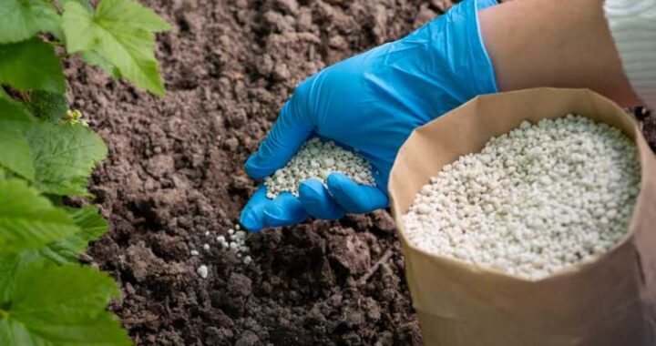 Uprawa gryki w ogrodzie - od siewu po zbiór owocnych plonów