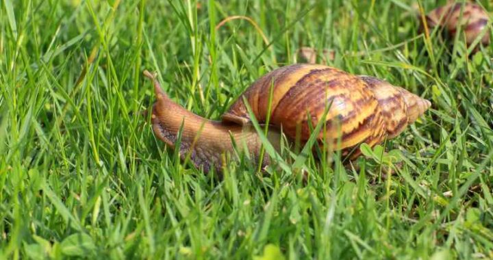 Jak ślimaki wpływają na nasze ogrody - ich szkodliwość dla roślin i sposoby ochrony