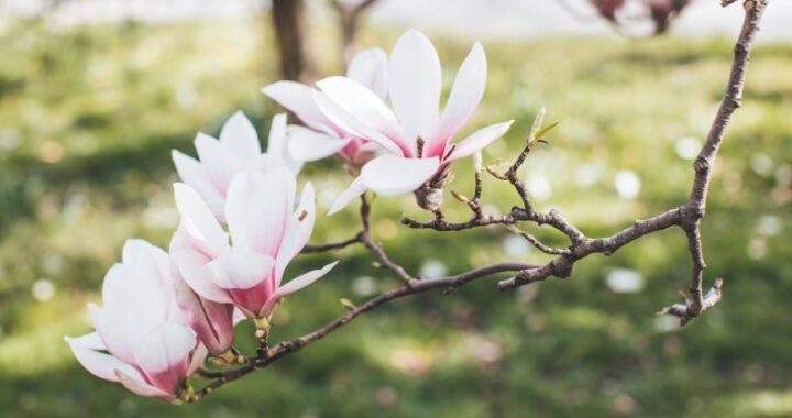 Magnolia w ogrodzie – jakie są jej potrzeby oraz jak zadbać o to piękne drzewo