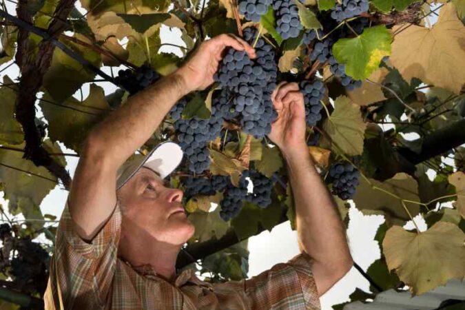 Odmiany winorośli do własnego ogrodu - jak sadzić i dbać o winogrona