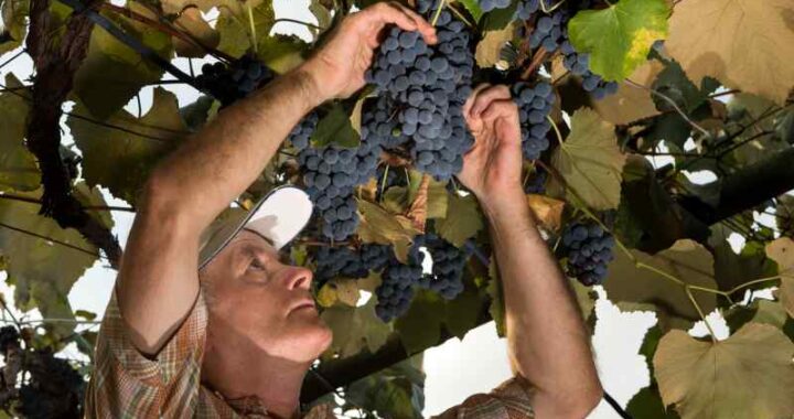 Odmiany winorośli do własnego ogrodu - jak sadzić i dbać o winogrona