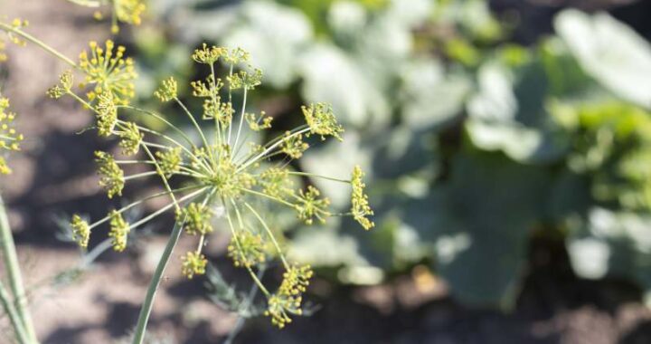Zastosowanie koperku w kulinariach i jego różnorodne smaki