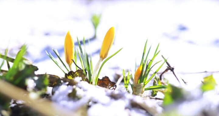 Jak zabezpieczyć rośliny przed zimowym mrozem – skuteczne metody ich osłaniania