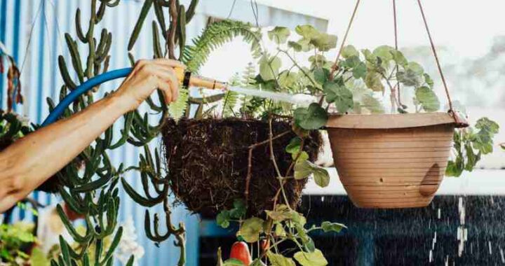 Wybór donic do uprawy roślin w domu i na tarasie - jakie materiały będą najlepsze