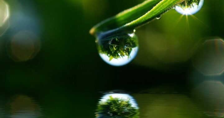 Jak stworzyć oczko wodne w ogrodzie – krok po kroku poradnik dla mężczyzn