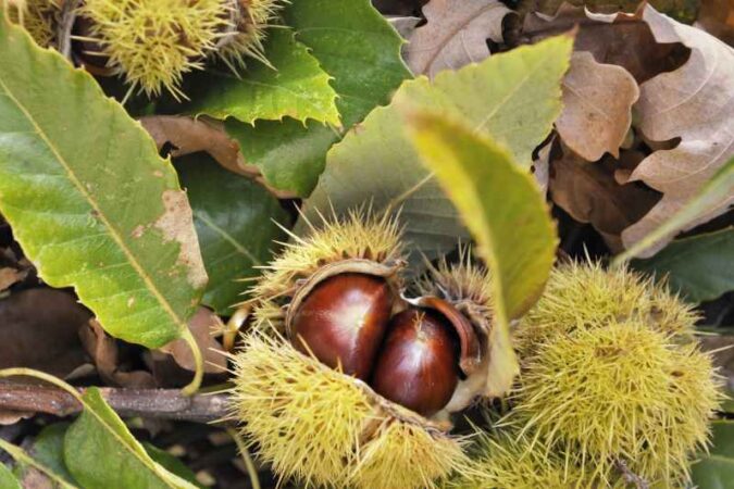 Lecznicze właściwości i zastosowanie owoców kasztanowca zwyczajnego