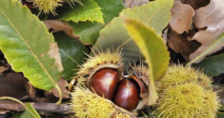 Lecznicze właściwości i zastosowanie owoców kasztanowca zwyczajnego
