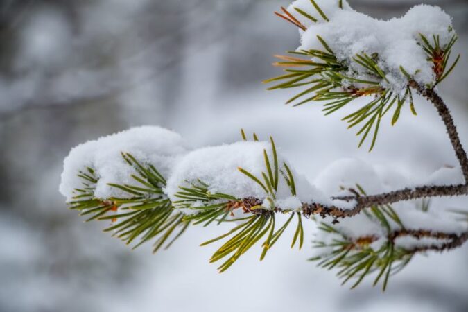 Kwiaty w ogrodzie zimą – jakie drzewa i krzewy zachwycają w mroźne dni