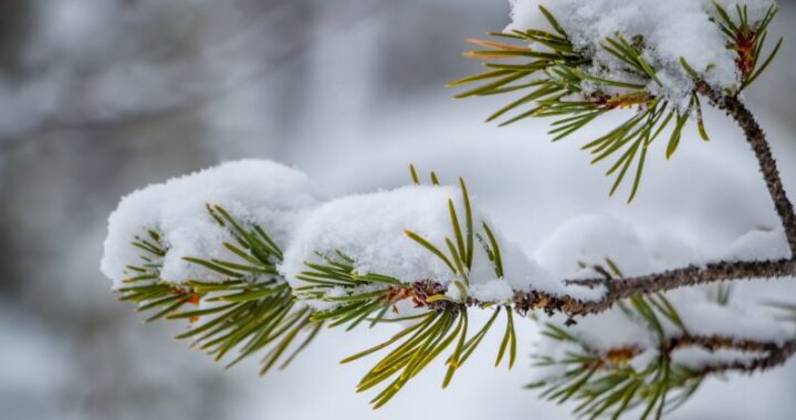Kwiaty w ogrodzie zimą – jakie drzewa i krzewy zachwycają w mroźne dni